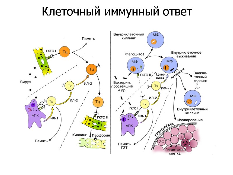 Клеточный иммунный ответ
